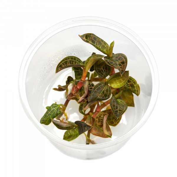 Macodes petola Juwelorchidee in vitro