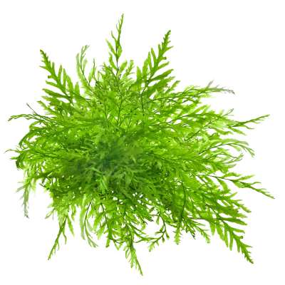Juncus repens Kriechende Binse in vitro gnstig kaufen | Garnelen-Guemmer
