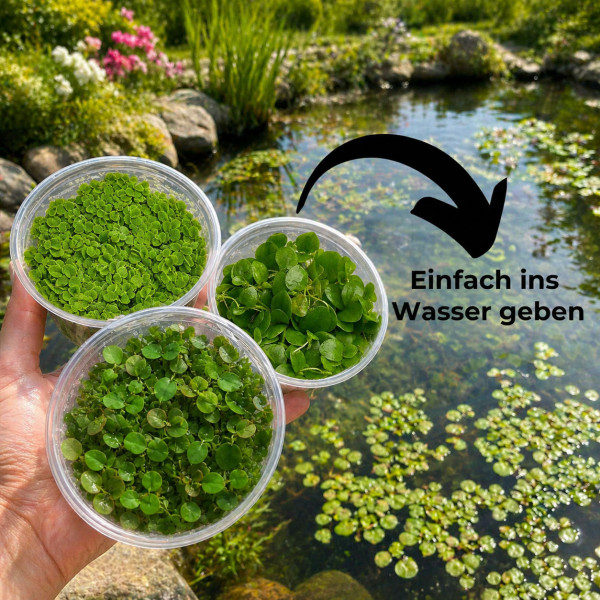 Teich- & Schwimmpflanzen Set | Schnelle Hilfe gegen Algen im Teich & Aquarium
