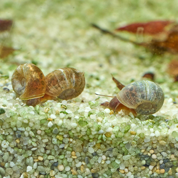 Posthornschnecken Naturform Mix | Planorbella duryi