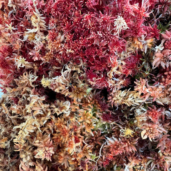 Sphagnum rubellum Moos zum Aufbinden | Rotes Torfmoos