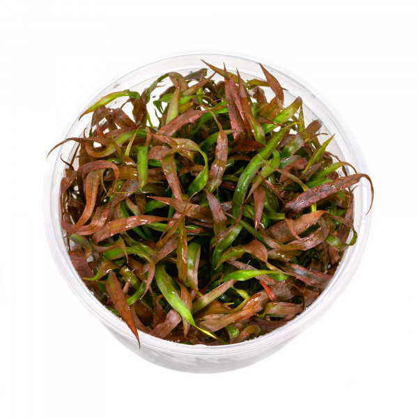 Cryptocoryne spiralis Tiger Aquarium Pflanzen Set für Malawi Buntbarsche