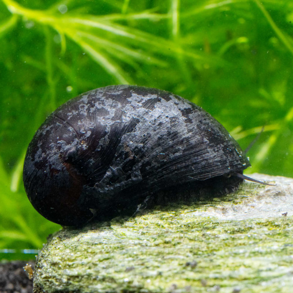 Anthrazit-Napfschnecke, Neritina pulligera