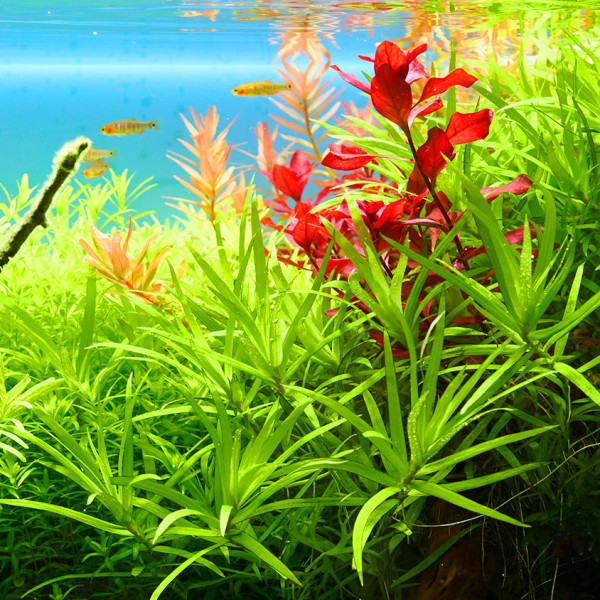 ludwigia_palustris_super_red_mini-rote-wasserpflanze_im-aquariumqcvYSZfrYnxze