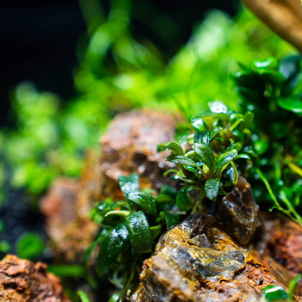 Fossilized Wood, Versteinertes Holz Aquarium Steine