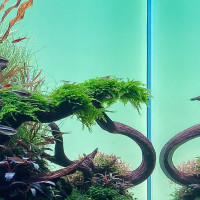 : Ausgewachsenes Christmas : Ausgewachsenes Christmas Moos im Aquarium