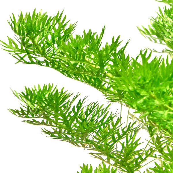 Hottonia palustris | Wasserfeder gewachsen detail