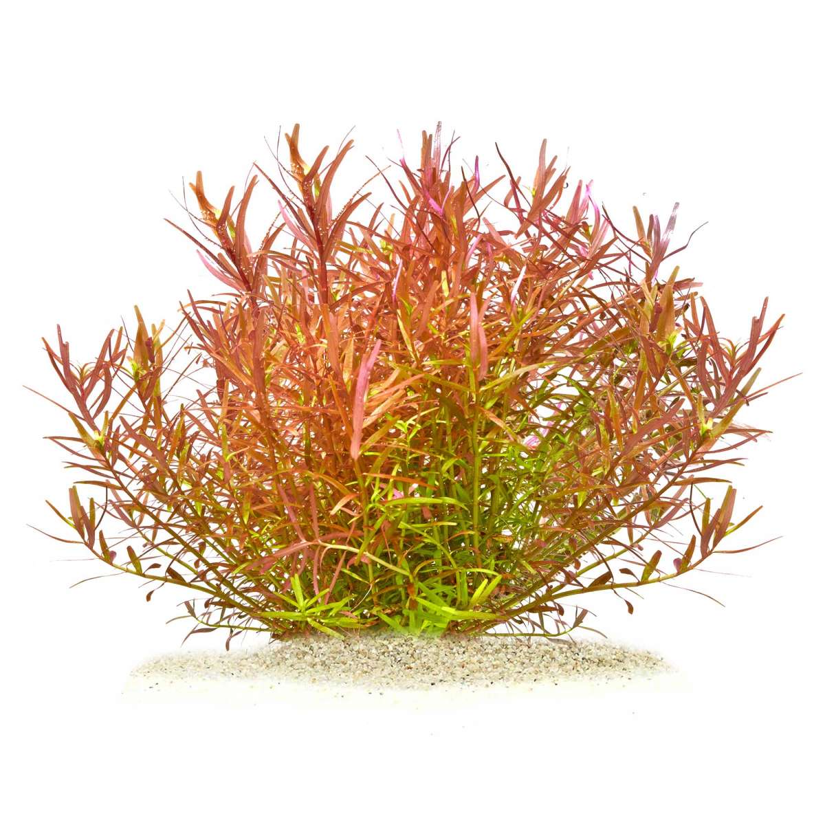 Rotala rotundifolia "Yao-Yai"