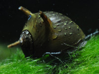 Kieselalgen im Aquarium erkennen und bekämpfen Algen Blog