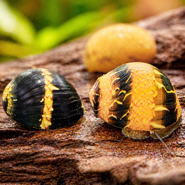 Fancy Geweihschnecke Clithon sowerianum