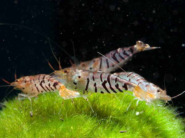 Super Tigergarnele, Caridina mariae - Tigergarnele
