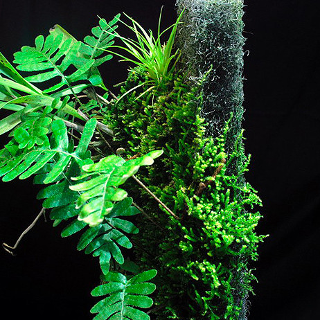 Terrarium & Wabi-Kusa Pad | Epiweb Pad für Moose und Aufsitzer 25x12x2cm