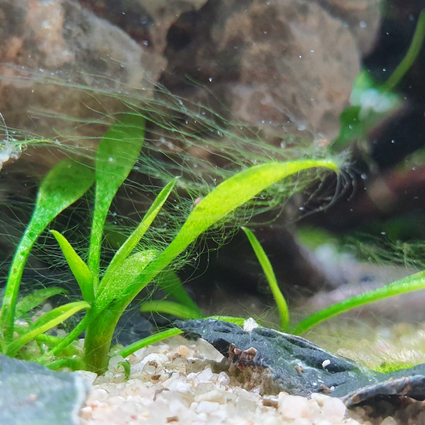 Fadenalgen im Aquarium erkennen und bekämpfen Algen Blog Garnelen