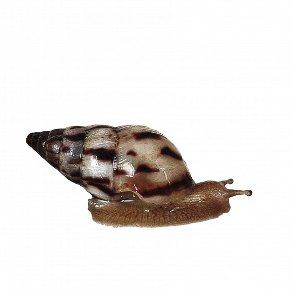 Limicolaria agathina Nigeria Schnecke - 1 Stk. - DNZ