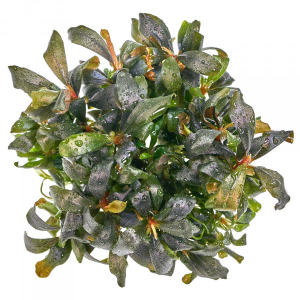 Bucephalandra lamandau "Mini Red" - Baby Plant Mini-Ableger