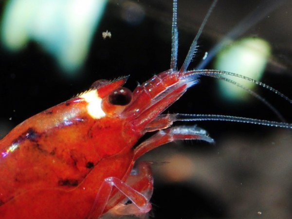 Red Wine und Red Ruby Garnelen mixed - rote Taiwan Bee