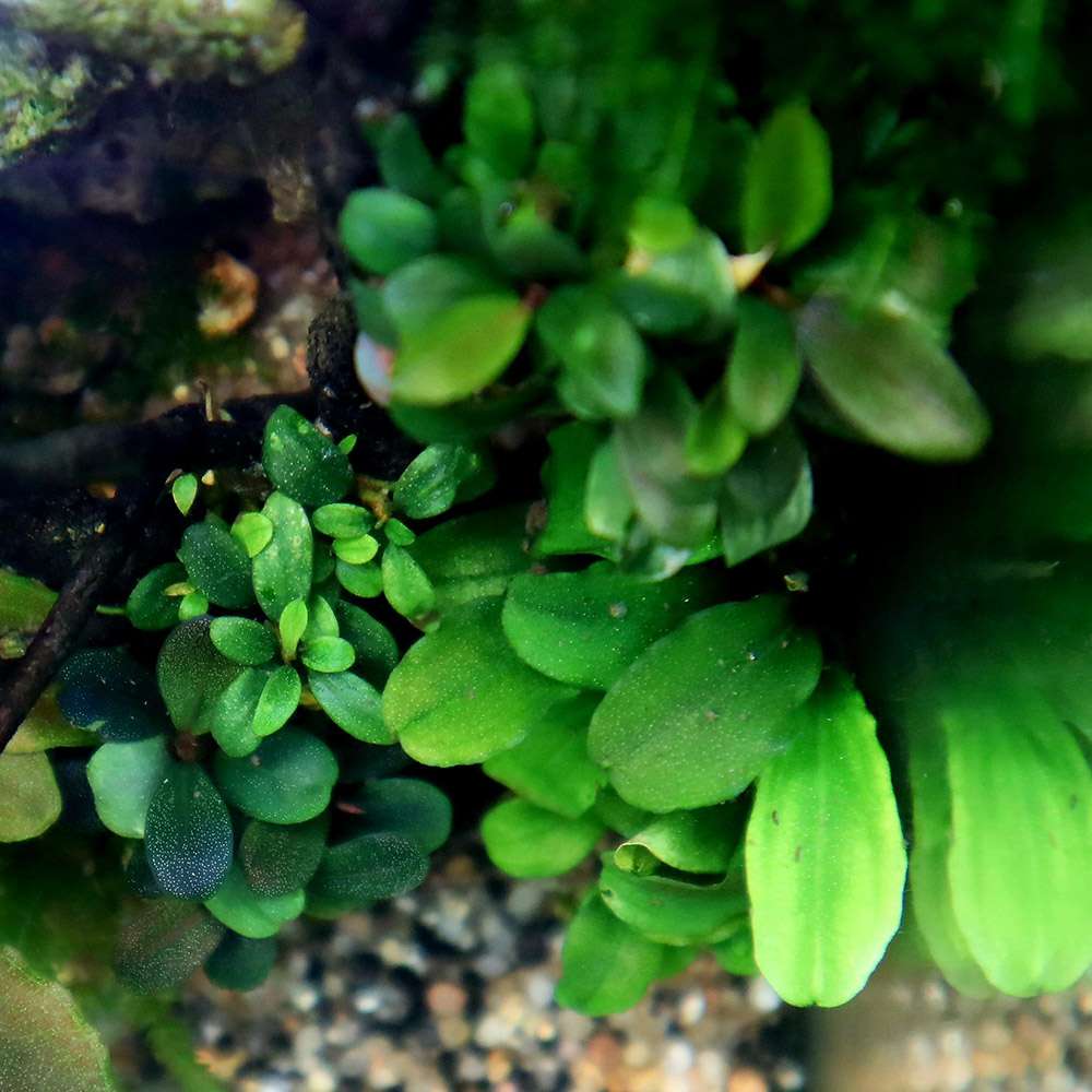Bucephalandra sp. 