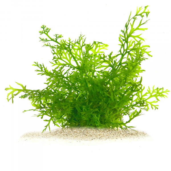 Aquarium Pflanzen für viel Sauerstoff | Sauerstoffproduktion