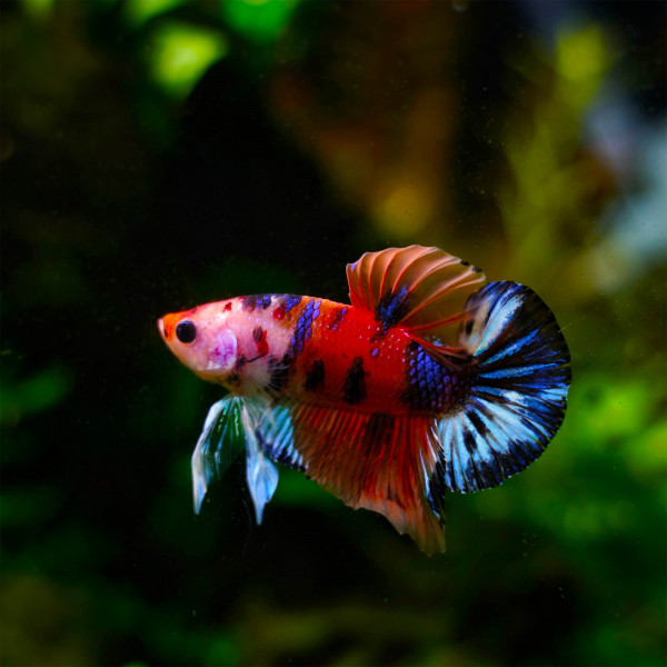 Dennerle Betta Care, 250ml | Wasserzusatz für Kampffische