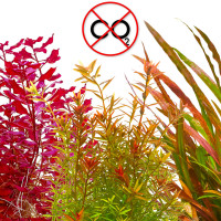 Rote Aquariumpflanzen ohne CO2 im Set | 3 anspruchslose rote Pflanzen im Set - In Vitro 8,5cm XL Rote Aquariumpflanzen ohne CO2 im Set | 3 anspruchslose rote Pflanzen im Set - In Vitro 8,5cm XL