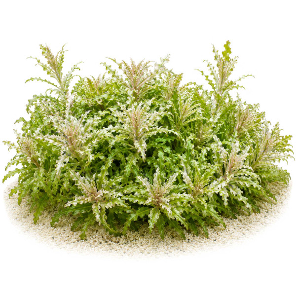 Pogostemon helferi 'Marble' Panaschierter Wasserstern gewachsen