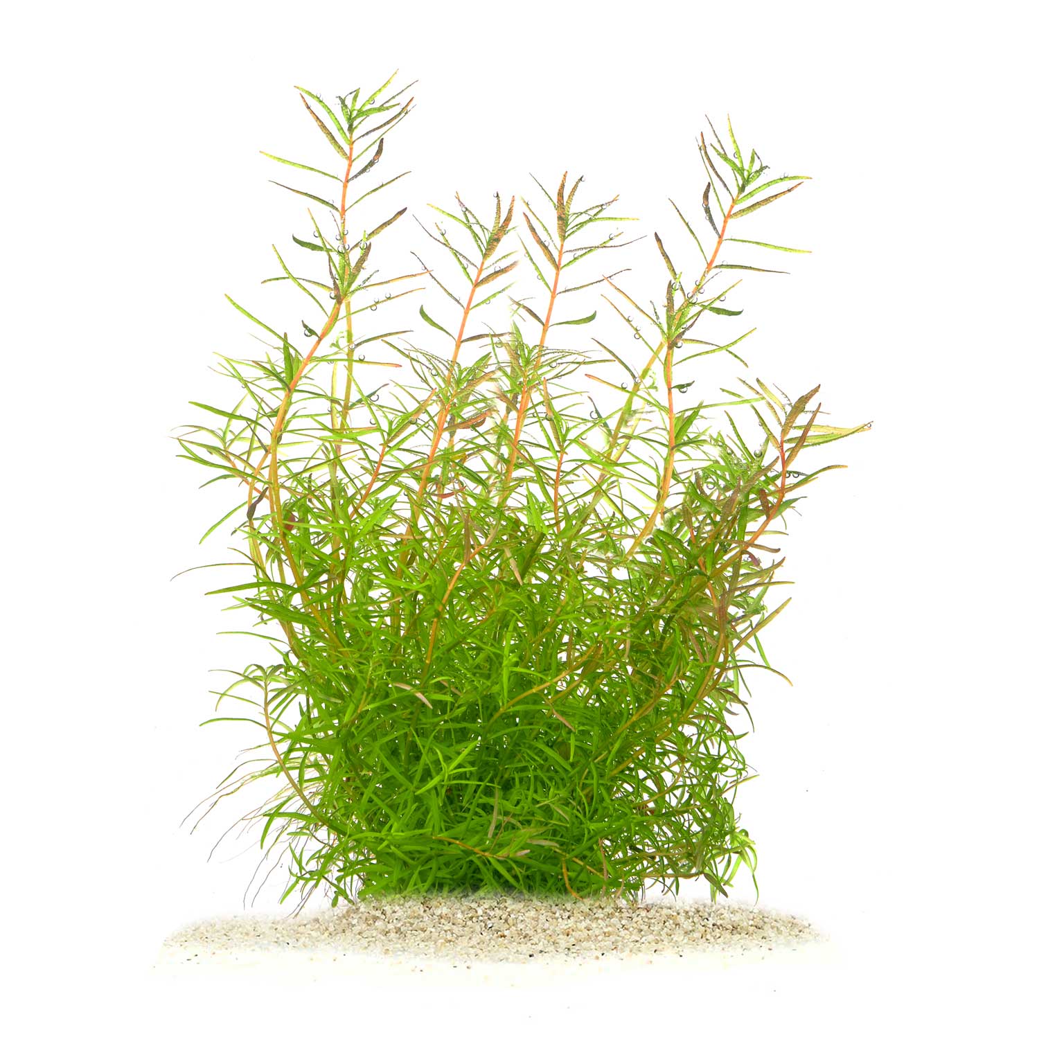 Rotala rotundifolia "H'Ra"