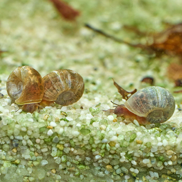 Posthornschnecken Naturform Mix | Planorbella duryi
