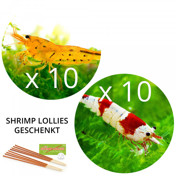BESTSELLER Caridina Garnelen Paket | 8 x Shrimp Lollies geschenkt