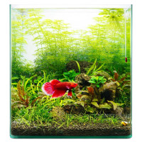 Aquarienpflanzen für ein Kampffisch Aquarium im Set Aquarienpflanzen für ein Kampffisch Aquarium im Set