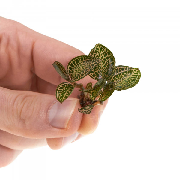 Macodes Anoectochilus roxburghii "Skeleton Hybride" Grössenvergleich