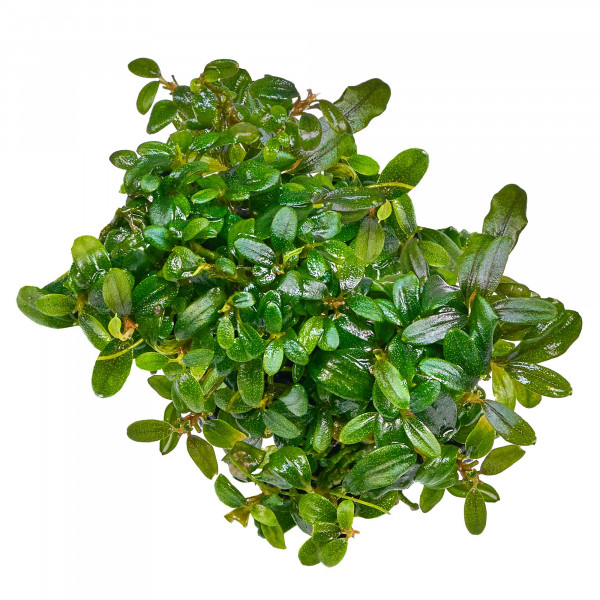 Bucephalandra sp. „Mini Needle Leaf“ - Baby Plant Mini-Ableger