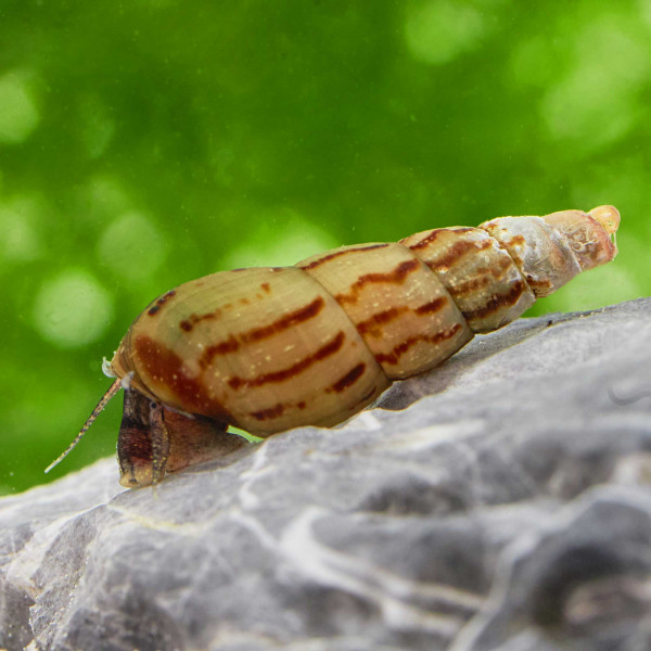 Turmdeckelschnecke | Melanoides tuberculata