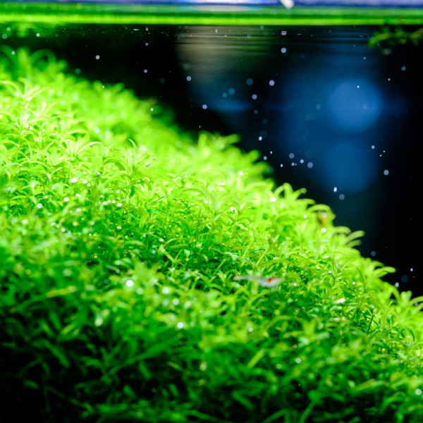 Twinstar S-Line IV farbe grün