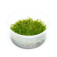 Vesicularia montagnei | Christmas Moos, Weihnachtsbaum Moos - in vitro