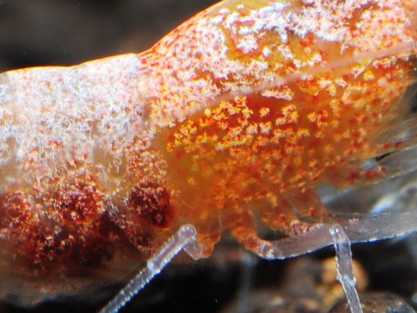 Taiwan Bee Red Bolt-Garnele