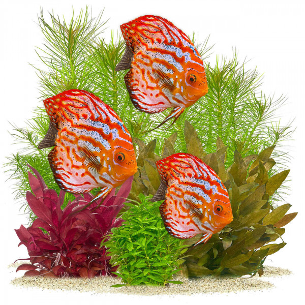 Aquarium Pflanzen Set für ein Diskus Aquarium