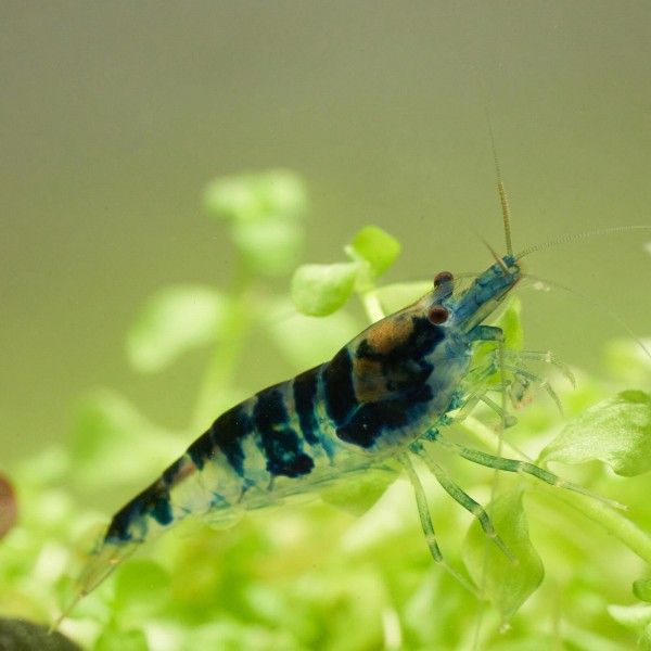 Dragoonblood Garnele