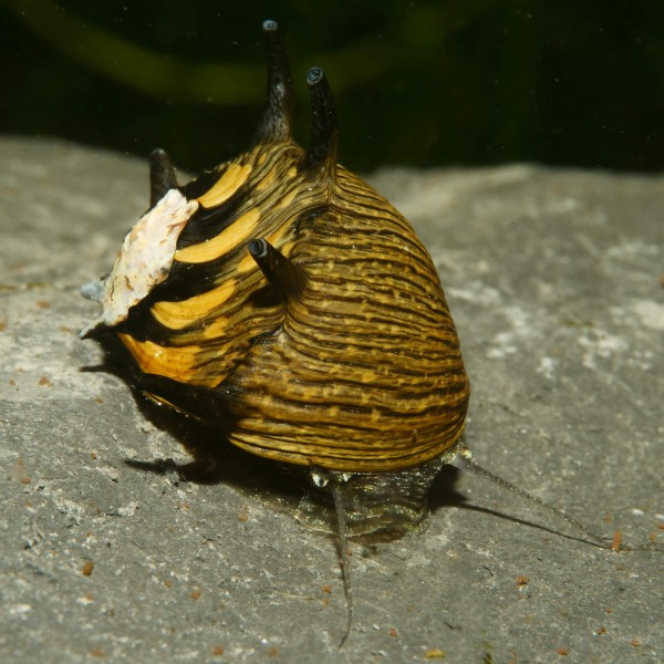 Geweihschnecke SUN