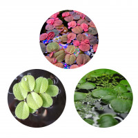 Aquarium Schwimmpflanzen Set