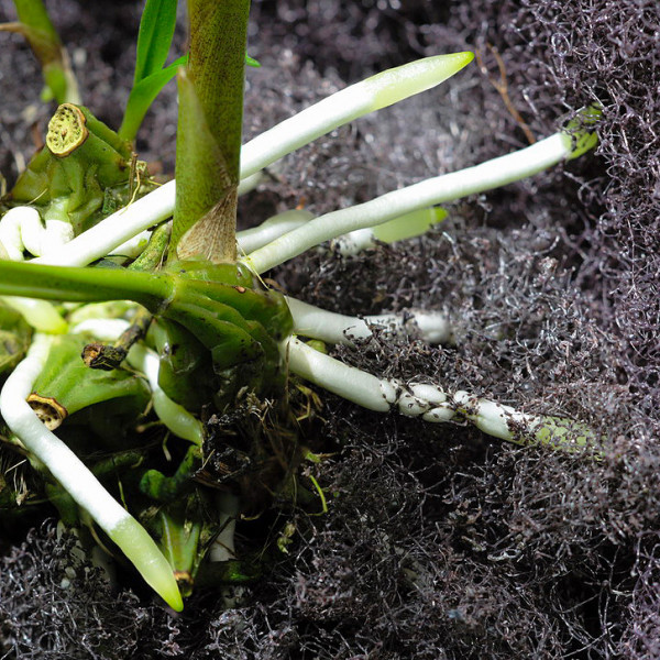 Terrarium & Wabi-Kusa Pad | Epiweb Pad für Moose und Aufsitzer 25x12x2cm