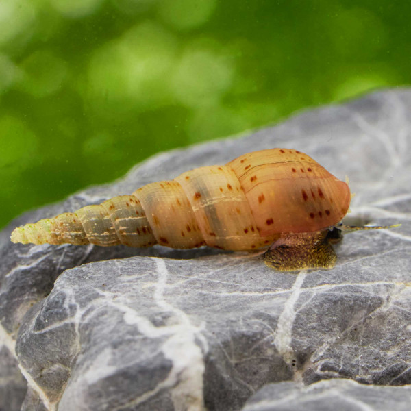Turmdeckelschnecke | Melanoides tuberculata