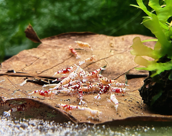 Red Fancy Tiger Garnelen 10er Gruppe