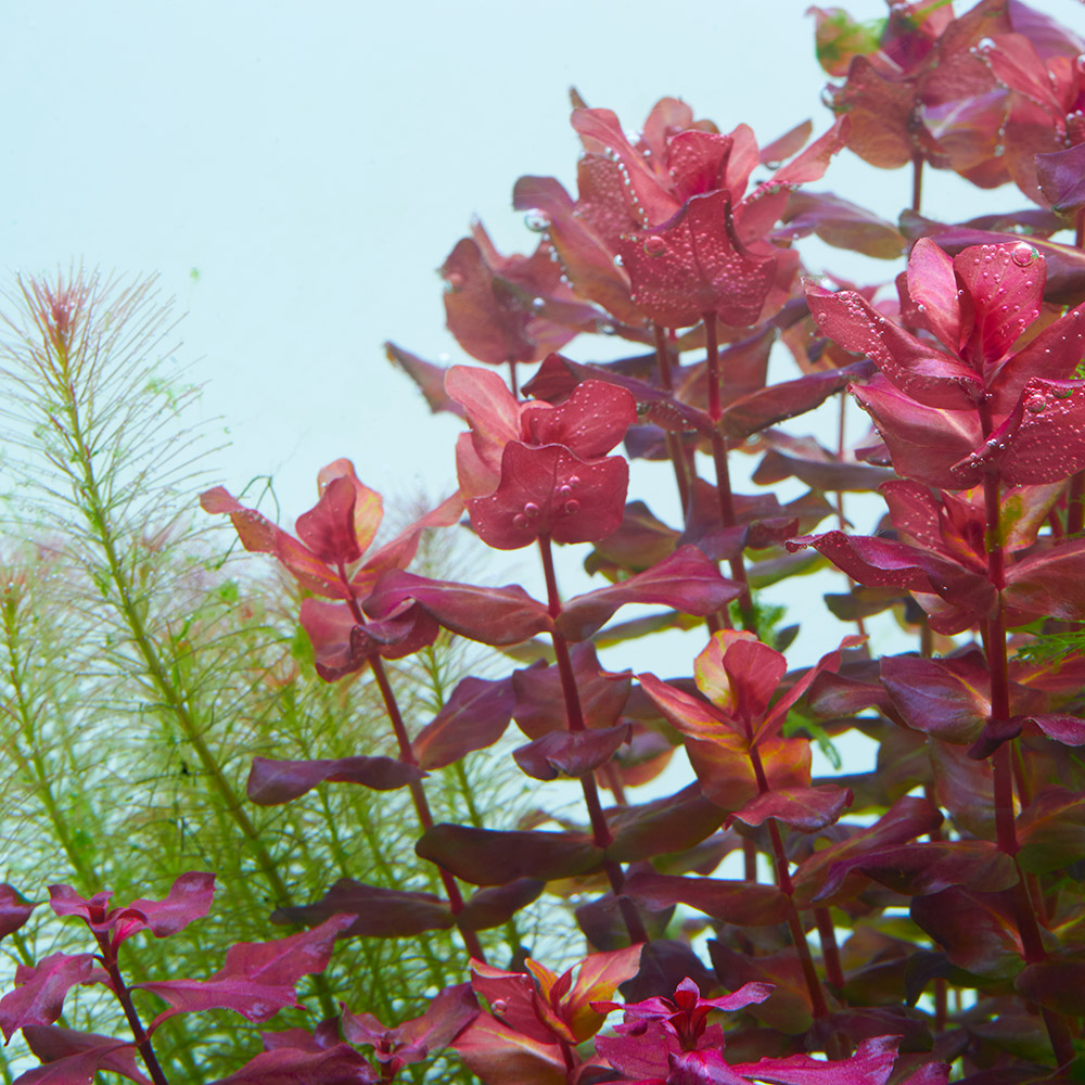 Rotala macrandra im Aquarium