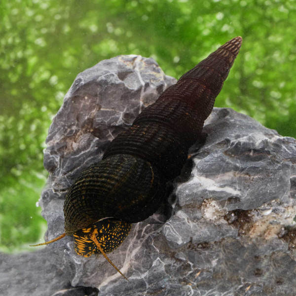 Goldpunkt-Towutischnecke | Tylomelania towutensis