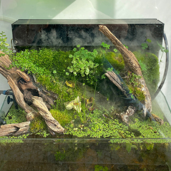 Terrarium Pflanzen Set | Pflegleichtes Set für Paludarien und Terrarien