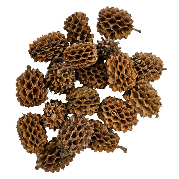 Hobby Casuarina Cones 25 Stk. - Makro