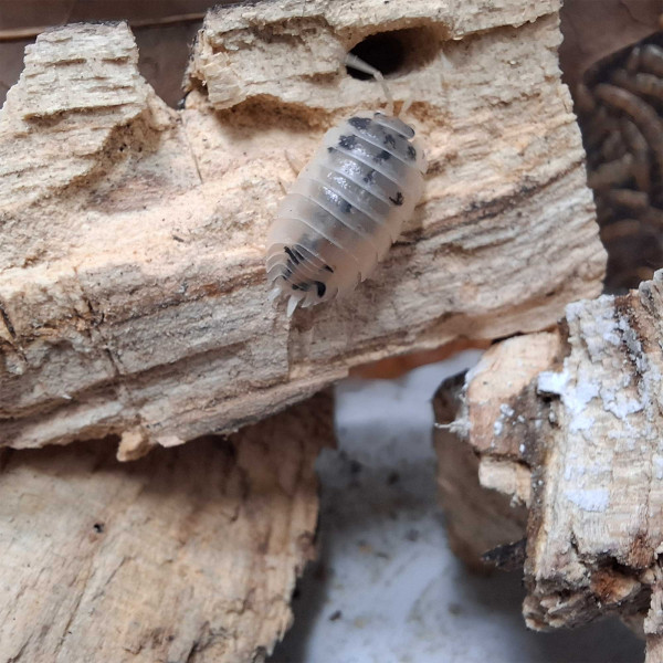 Porcellio laevis “Panda” - DNZ