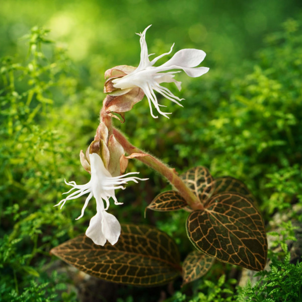 Macodes Anoectochilus roxburghii "Firebird" Blüten
