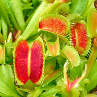 Dionaea muscipula Venusfliegenfalle gewachsen nahaufnahme Dionaea muscipula Venusfliegenfalle gewachsen nahaufnahme