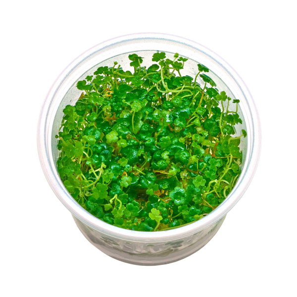 Hydrocotyle tripartita "Mini" | Mini Japan Kleeblatt - in vitro 5,5cm